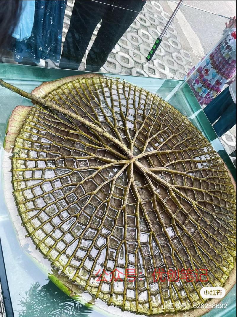 -对情侣在家开网店卖热…#情报-搞钱线报📢论坛-网创交流-优创圈